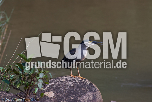 Mangrovenreiher (2 von 2).jpg